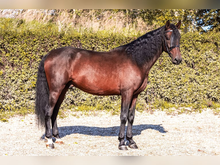 PRE Caballo castrado 6 años 160 cm Castaño in Groß-Enzersdorf