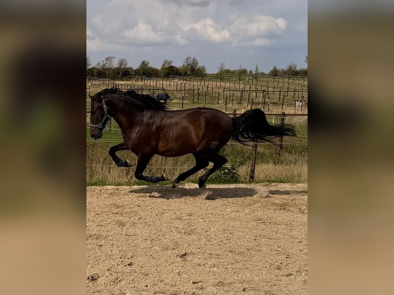 PRE Mestizo Caballo castrado 6 años 160 cm Castaño oscuro in Hürtgenwald