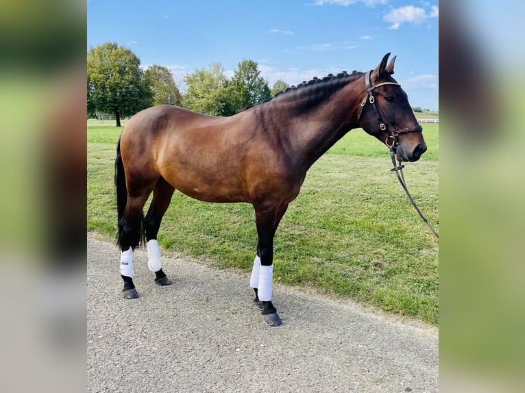 PRE Mestizo Caballo castrado 6 años 160 cm Castaño oscuro in BalingenBalingen