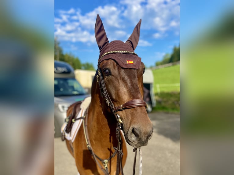 PRE Mestizo Caballo castrado 6 años 160 cm Castaño oscuro in BalingenBalingen