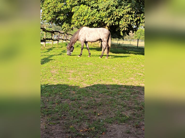 PRE Mestizo Caballo castrado 6 años 160 cm Musgo in Pulheim