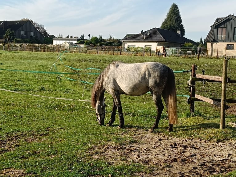 PRE Mestizo Caballo castrado 6 años 160 cm Musgo in Pulheim