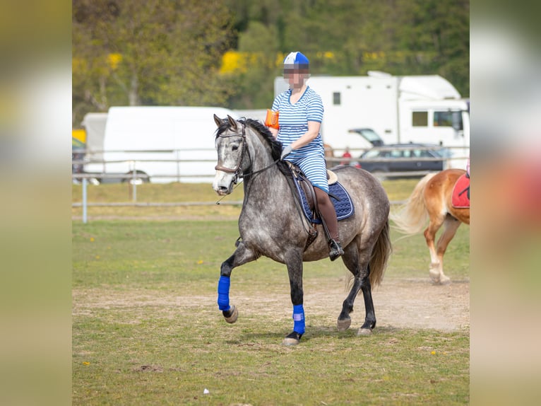 PRE Mestizo Caballo castrado 6 años 160 cm Musgo marrón in Lichtenberg