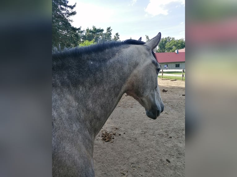 PRE Mestizo Caballo castrado 6 años 160 cm Musgo marrón in Lichtenberg