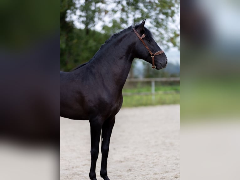 PRE Caballo castrado 6 años 160 cm Negro in Saint-Guen