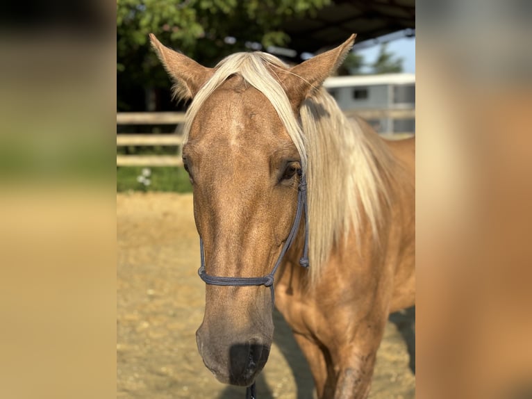 PRE Mestizo Caballo castrado 6 años 160 cm Palomino in Bourron-Marlotte