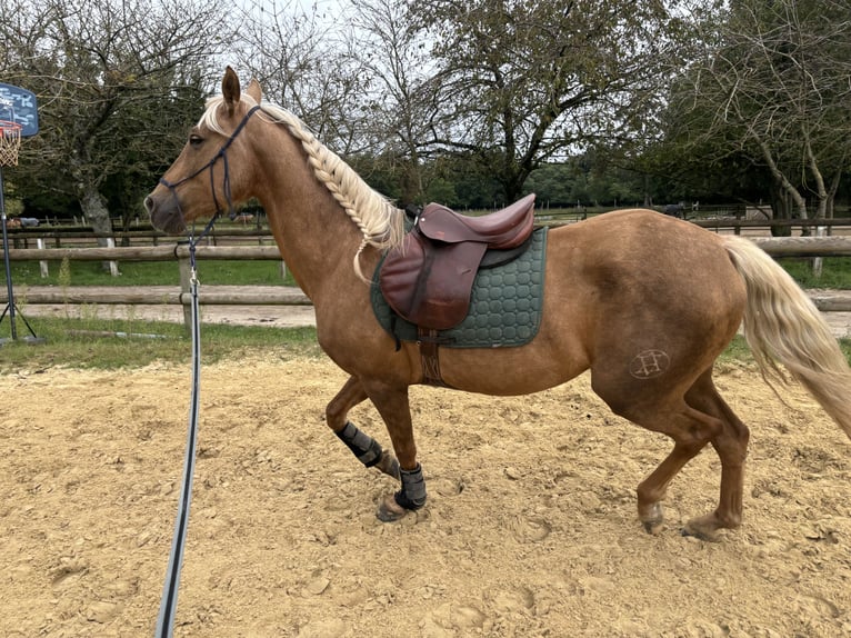 PRE Mestizo Caballo castrado 6 años 160 cm Palomino in Bourron-Marlotte