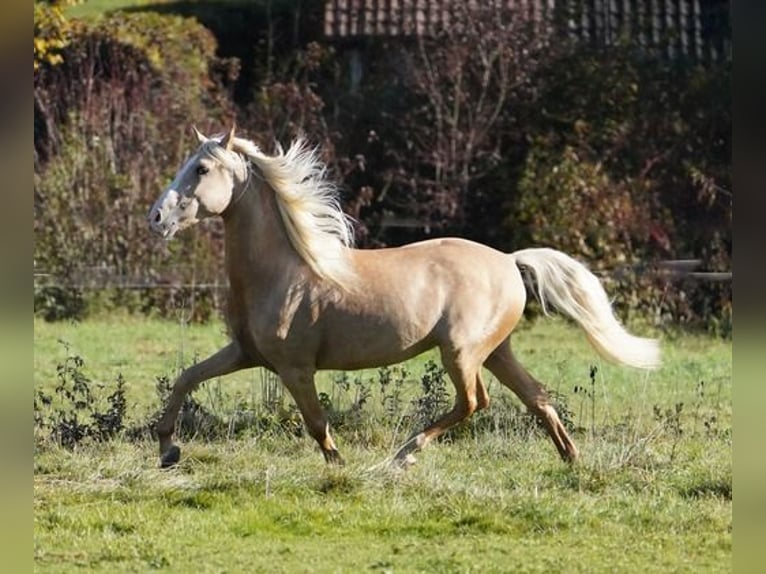 PRE Caballo castrado 6 años 160 cm Palomino in Krumbach