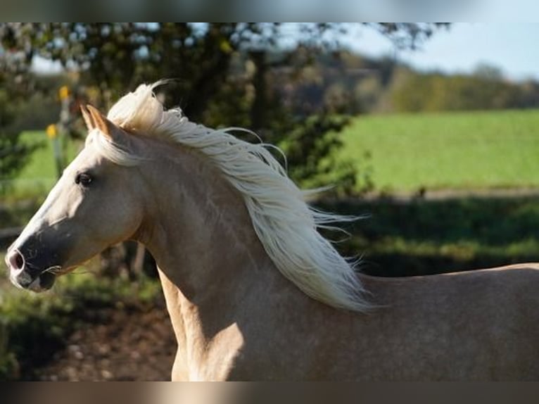 PRE Caballo castrado 6 años 160 cm Palomino in Krumbach