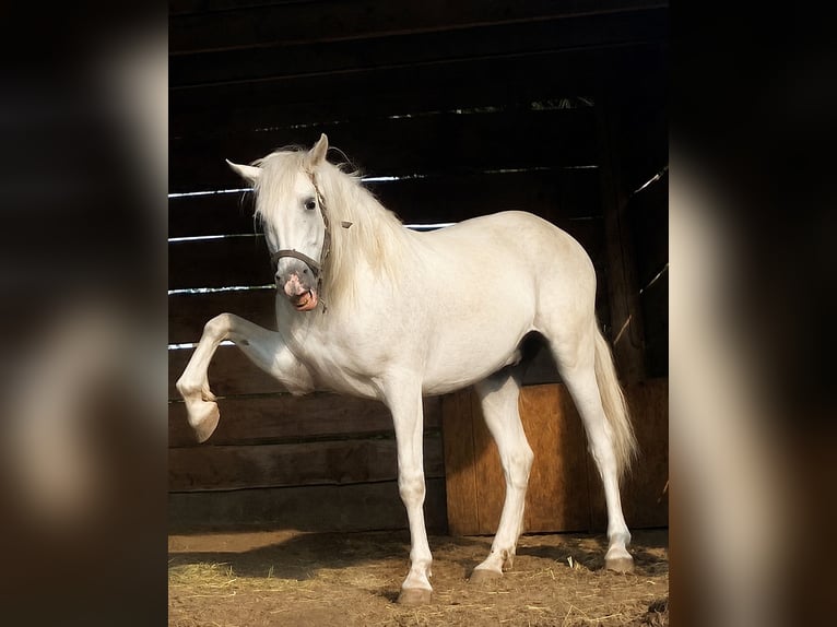 PRE Caballo castrado 6 años 160 cm Tordo in Mulda/Sachsen