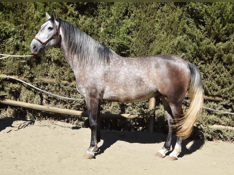 PRE Caballo castrado 6 años 160 cm Tordo in Provinz Malaga