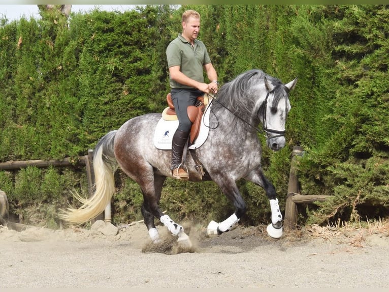 PRE Caballo castrado 6 años 160 cm Tordo in Provinz Malaga