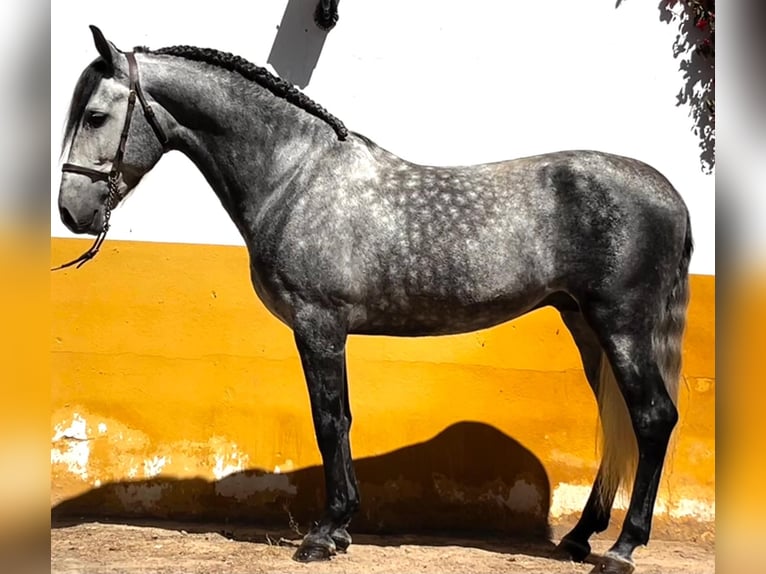 PRE Mestizo Caballo castrado 6 años 160 cm Tordo rodado in Schwarme