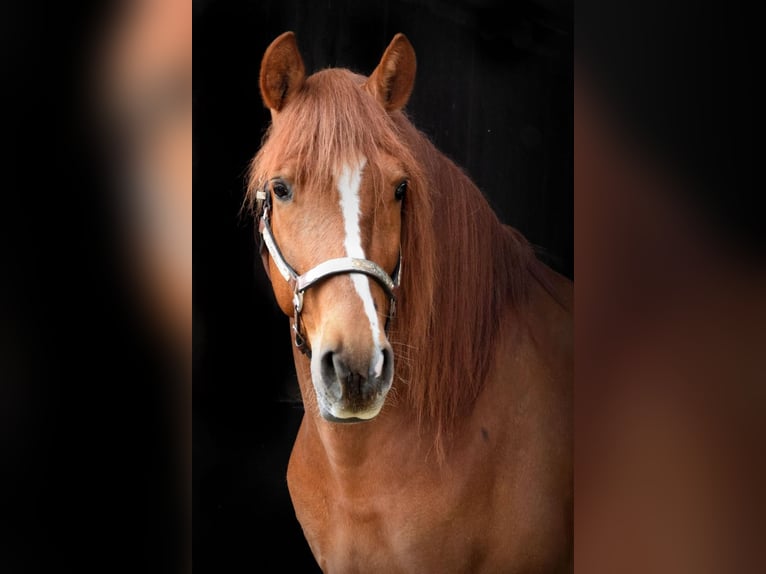 PRE Mestizo Caballo castrado 6 años 161 cm Alazán in Stadthagen