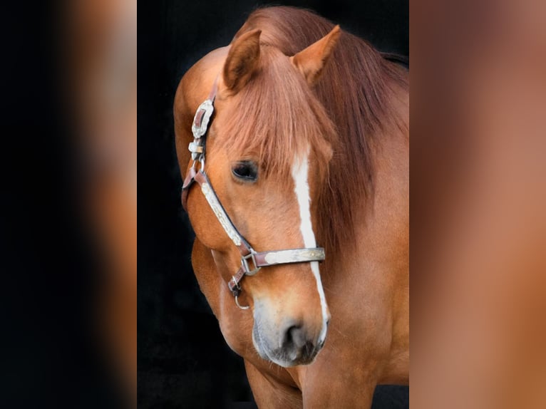 PRE Mestizo Caballo castrado 6 años 161 cm Alazán in Stadthagen