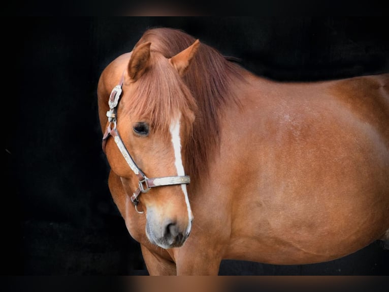 PRE Mestizo Caballo castrado 6 años 161 cm Alazán in Stadthagen