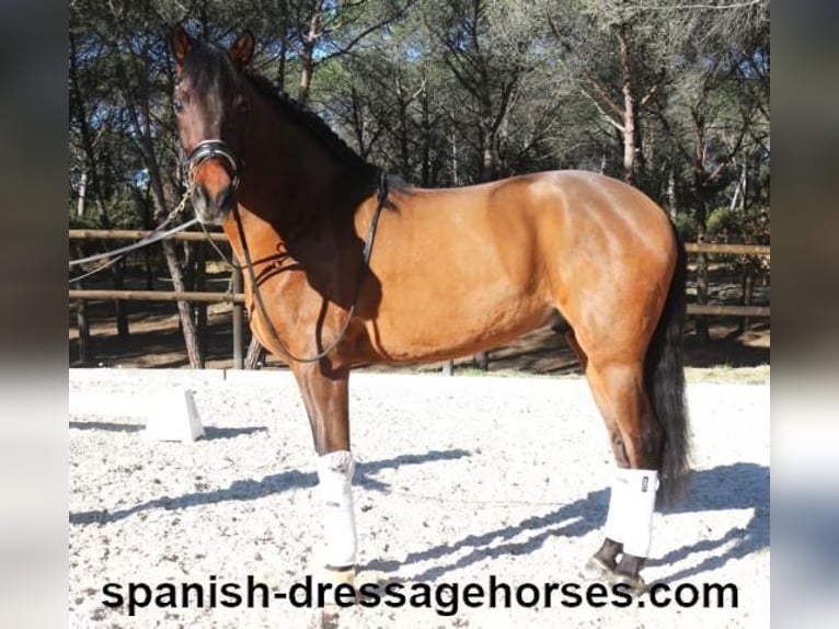 PRE Mestizo Caballo castrado 6 años 161 cm Castaño in Barcelona