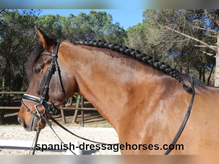 PRE Mestizo Caballo castrado 6 años 161 cm Castaño in Barcelona