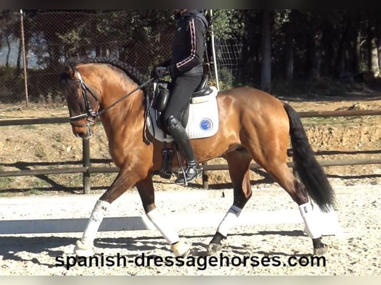 PRE Mestizo Caballo castrado 6 años 161 cm Castaño in Barcelona