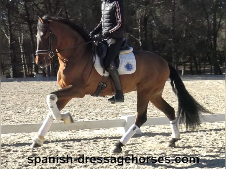 PRE Mestizo Caballo castrado 6 años 161 cm Castaño in Barcelona