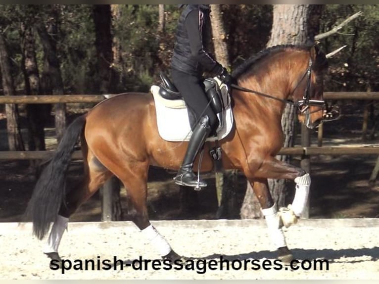 PRE Mestizo Caballo castrado 6 años 161 cm Castaño in Barcelona