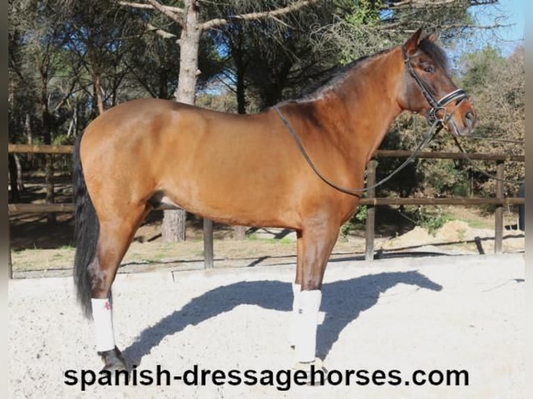 PRE Mestizo Caballo castrado 6 años 161 cm Castaño in Barcelona