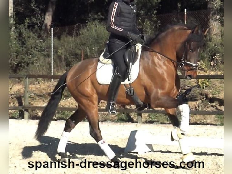 PRE Mestizo Caballo castrado 6 años 161 cm Castaño in Barcelona