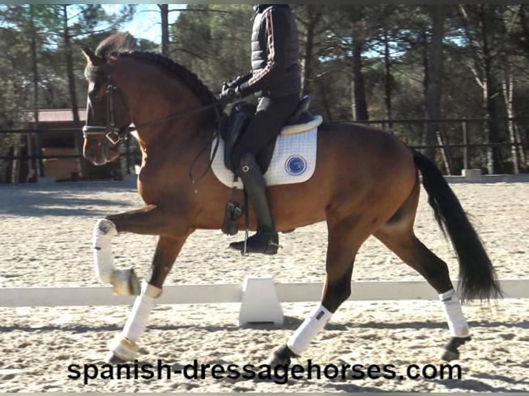 PRE Mestizo Caballo castrado 6 años 161 cm Castaño in Barcelona