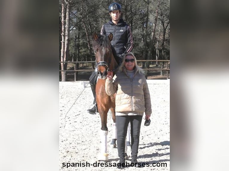 PRE Mestizo Caballo castrado 6 años 161 cm Castaño in Barcelona