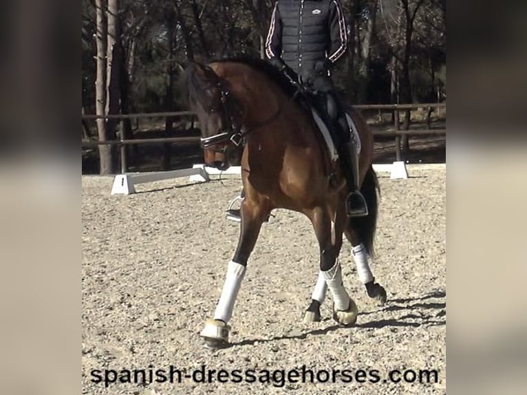 PRE Mestizo Caballo castrado 6 años 161 cm Castaño in Barcelona