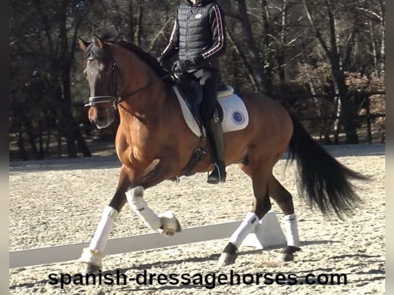 PRE Mestizo Caballo castrado 6 años 161 cm Castaño in Barcelona