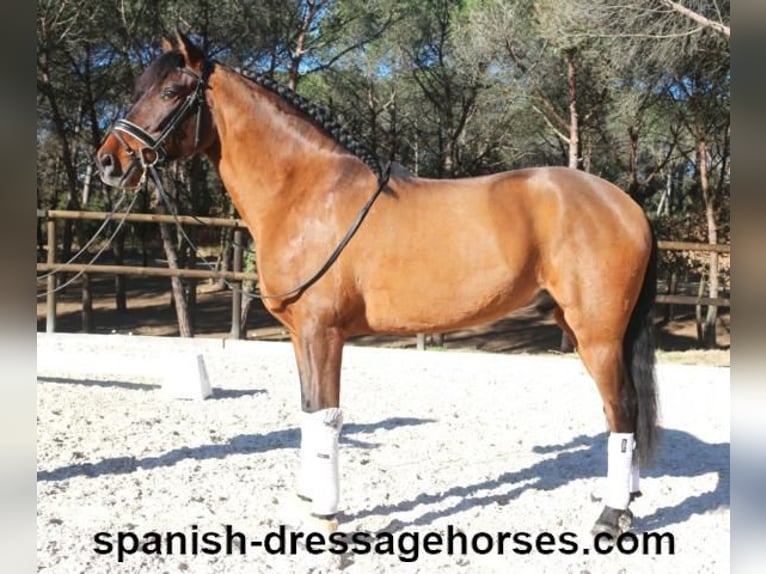 PRE Mestizo Caballo castrado 6 años 161 cm Castaño in Barcelona