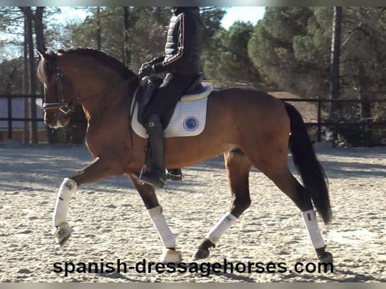 PRE Mestizo Caballo castrado 6 años 161 cm Castaño in Barcelona