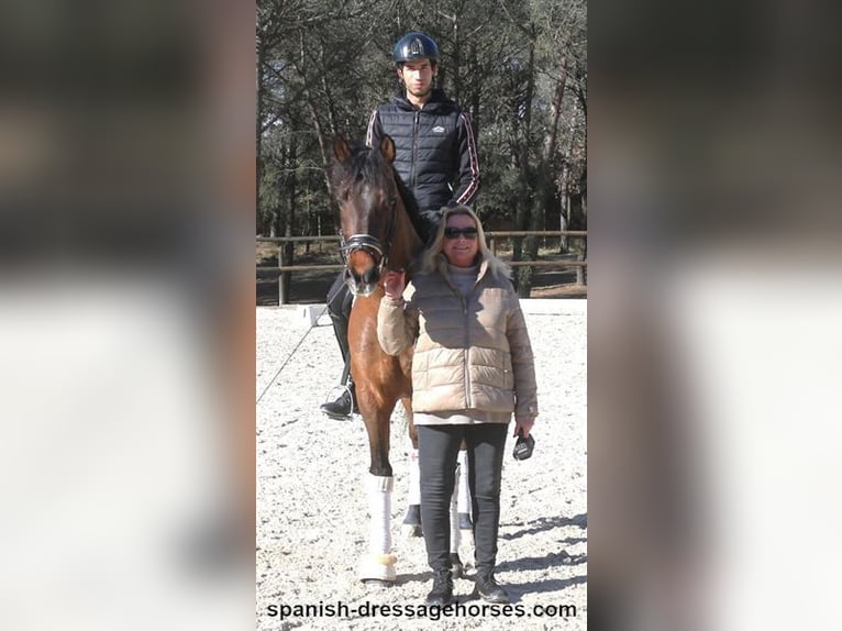 PRE Mestizo Caballo castrado 6 años 161 cm Castaño in Barcelona