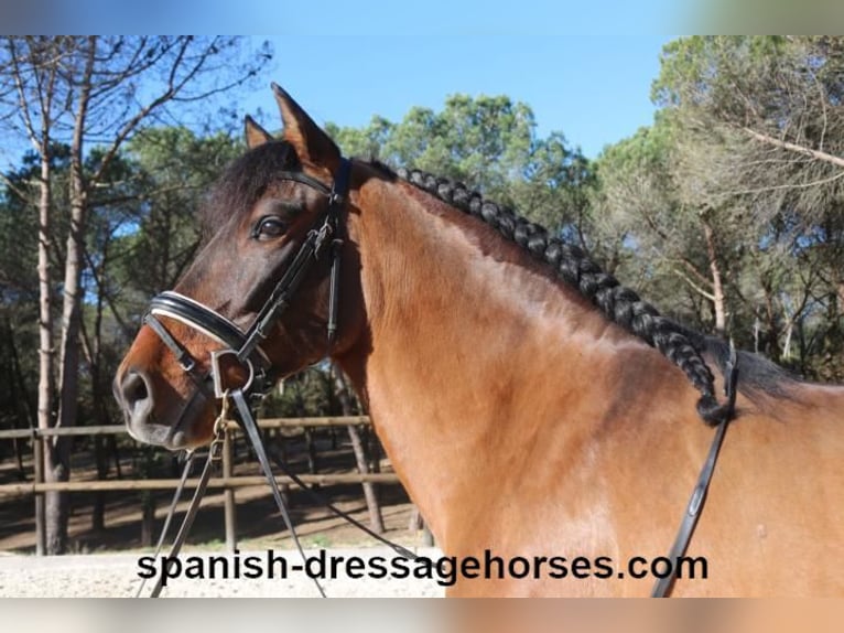 PRE Mestizo Caballo castrado 6 años 161 cm Castaño in Barcelona