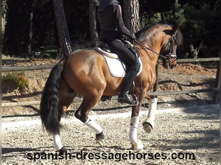 PRE Mestizo Caballo castrado 6 años 161 cm Castaño in Barcelona