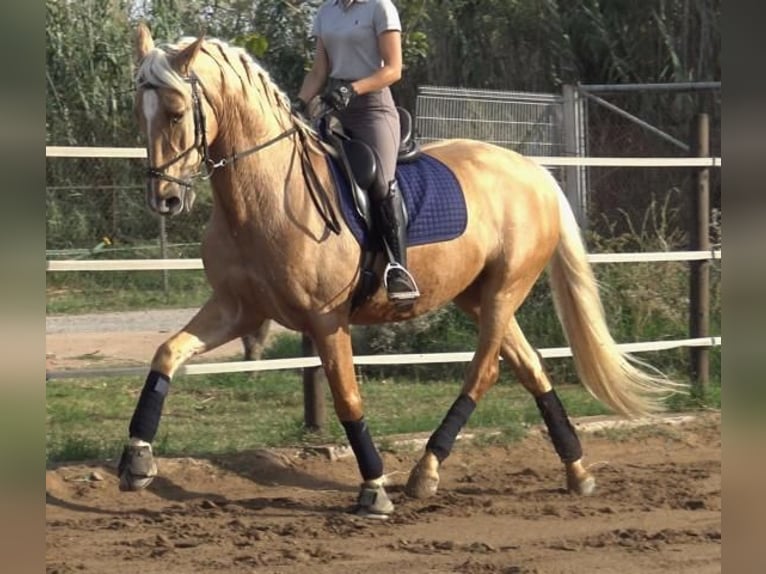 PRE Mestizo Caballo castrado 6 años 161 cm Palomino in Barcelona