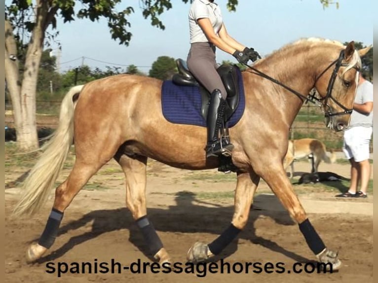 PRE Mestizo Caballo castrado 6 años 161 cm Palomino in Barcelona