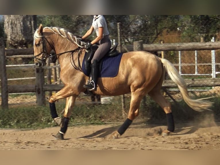 PRE Mestizo Caballo castrado 6 años 161 cm Palomino in Barcelona