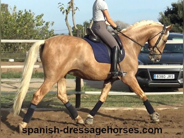 PRE Mestizo Caballo castrado 6 años 161 cm Palomino in Barcelona