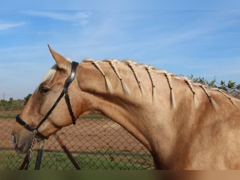 PRE Mestizo Caballo castrado 6 años 161 cm Palomino in Barcelona