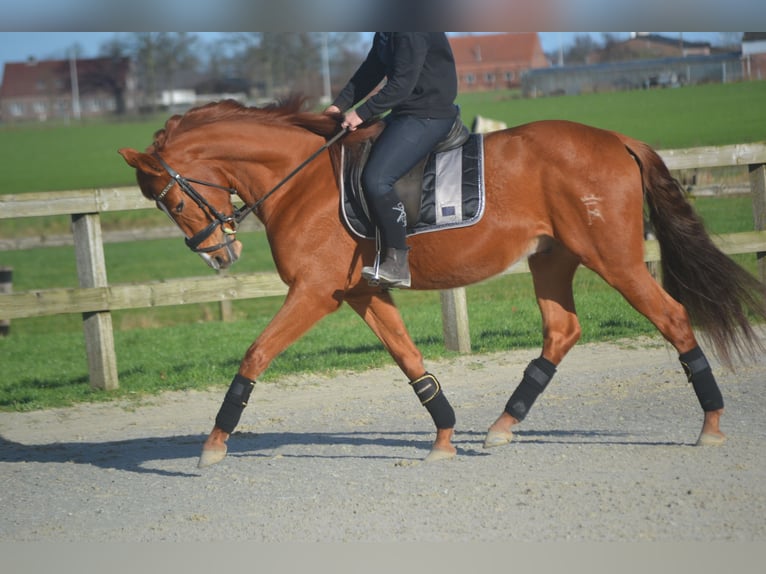 PRE Mestizo Caballo castrado 6 años 162 cm Alazán in Breda