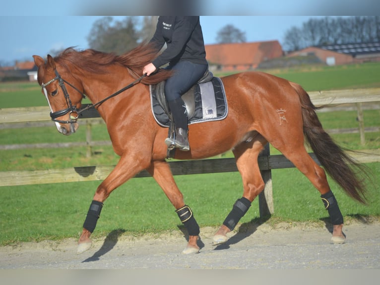 PRE Mestizo Caballo castrado 6 años 162 cm Alazán in Breda