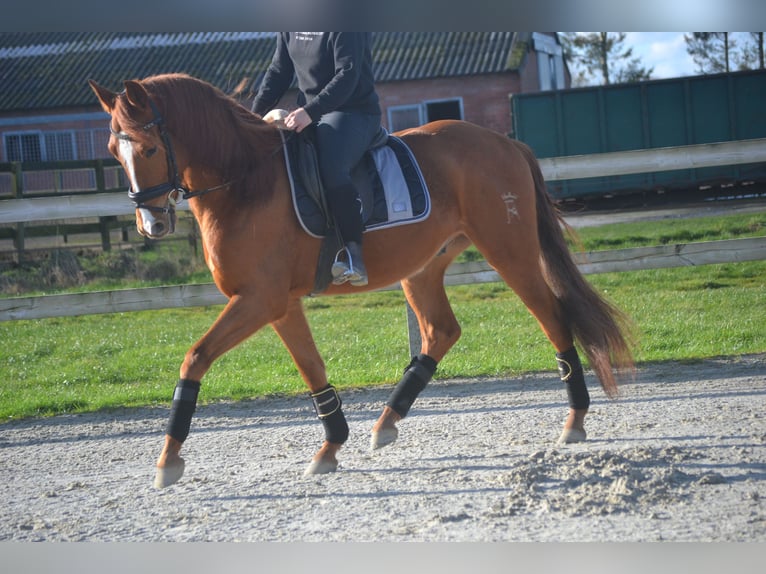 PRE Mestizo Caballo castrado 6 años 162 cm Alazán in Breda