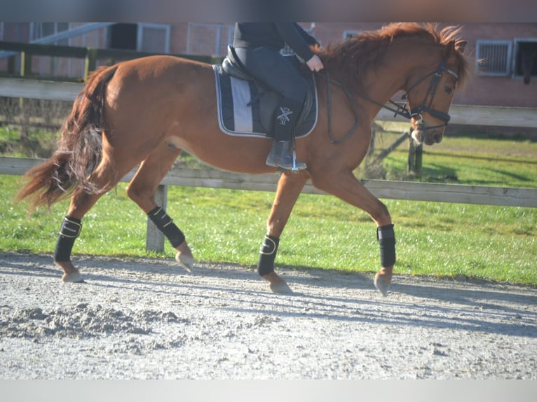 PRE Mestizo Caballo castrado 6 años 162 cm Alazán in Breda