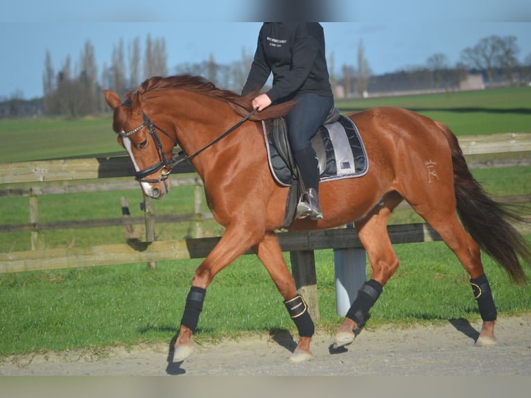 PRE Mestizo Caballo castrado 6 años 162 cm Alazán in Breda