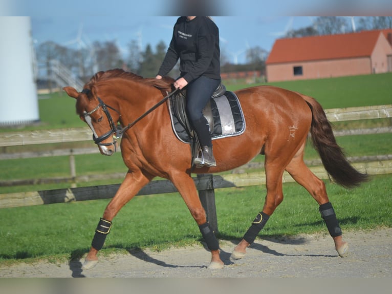 PRE Mestizo Caballo castrado 6 años 162 cm Alazán in Breda