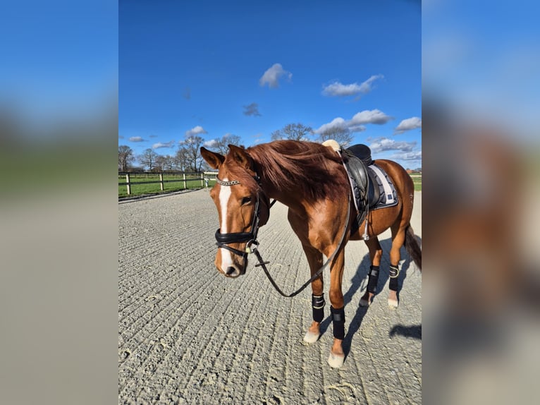 PRE Mestizo Caballo castrado 6 años 162 cm Alazán in Breda