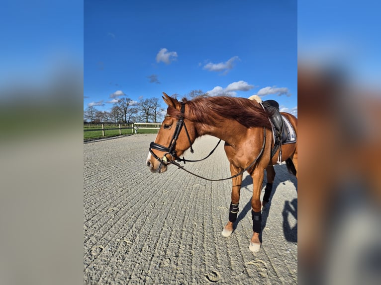 PRE Mestizo Caballo castrado 6 años 162 cm Alazán in Breda