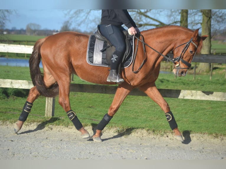 PRE Mestizo Caballo castrado 6 años 162 cm Alazán in Breda